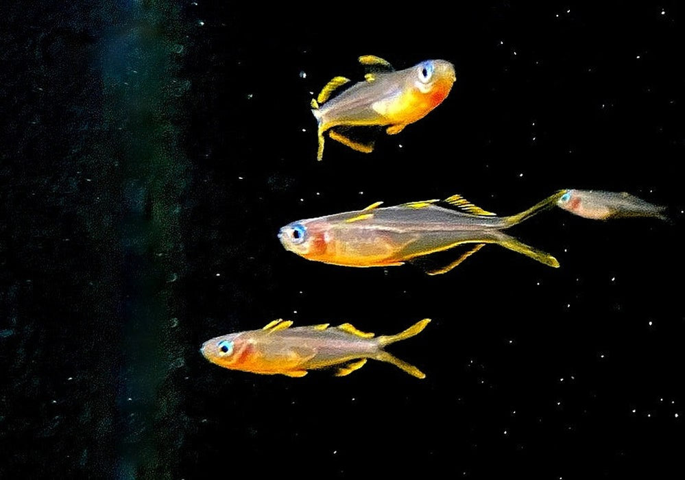 Gabelschwanz-Blauauge - Pseudomugil furcatus aqua-teck