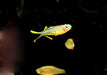 Gabelschwanz-Blauauge - Pseudomugil furcatus aqua-teck