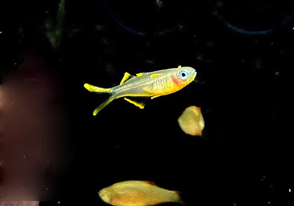 Gabelschwanz-Blauauge - Pseudomugil furcatus aqua-teck