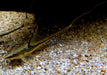 Störwels gold - Sturisoma aureum aqua-teck