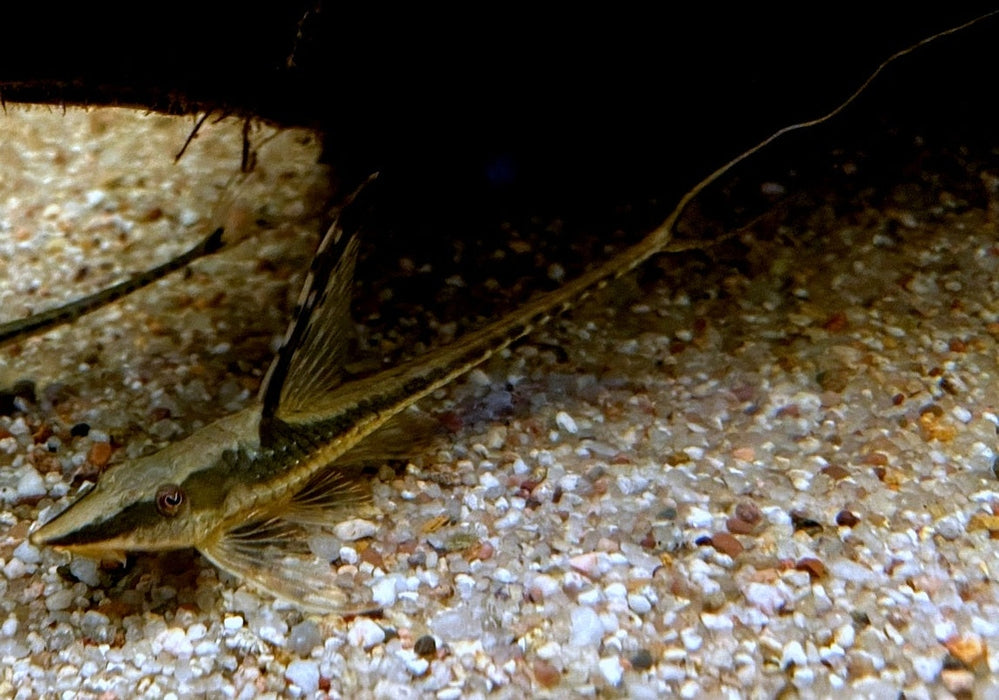 Störwels gold - Sturisoma aureum aqua-teck