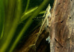Störwels gold - Sturisoma aureum aqua-teck