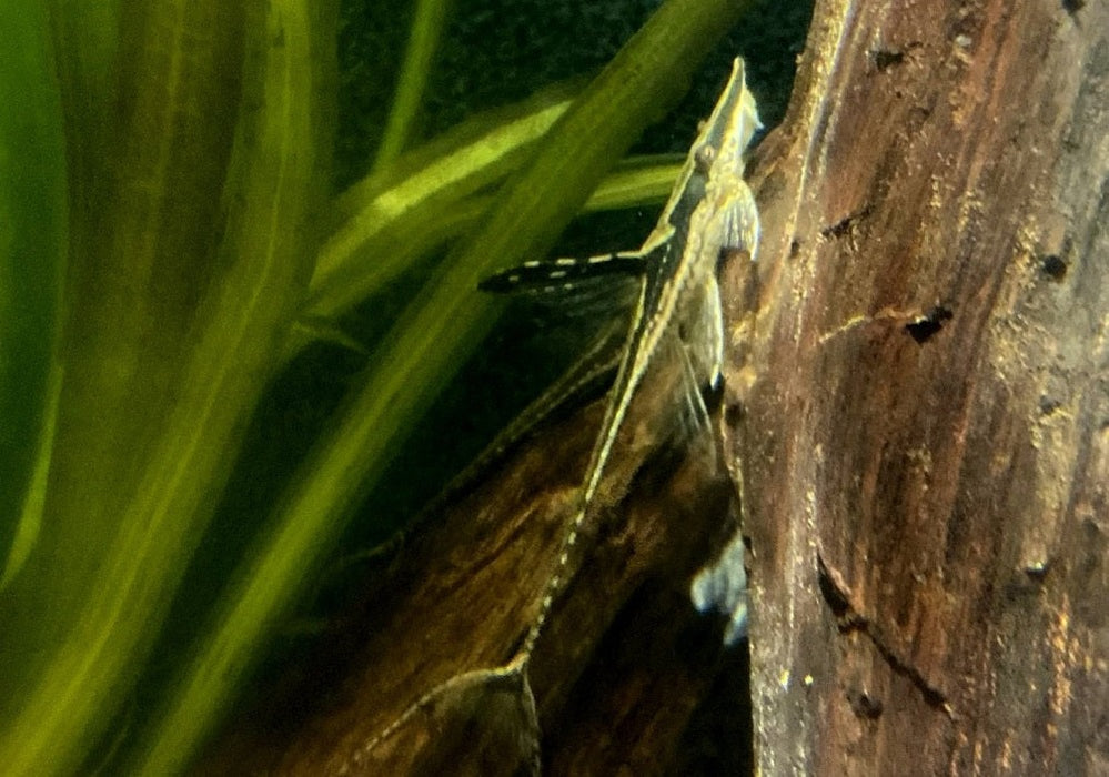 Störwels gold - Sturisoma aureum aqua-teck