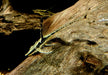 Störwels gold - Sturisoma aureum aqua-teck