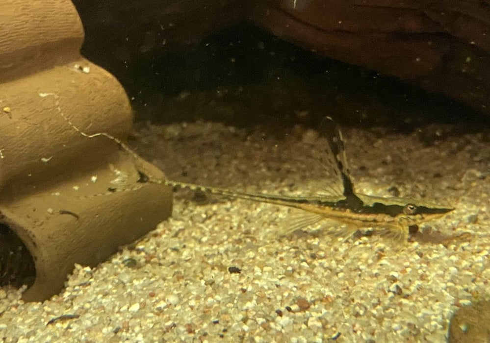 Störwels gold - Sturisoma aureum aqua-teck