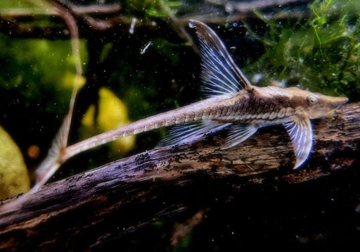 Störwels gold - Sturisoma aureum aqua-teck