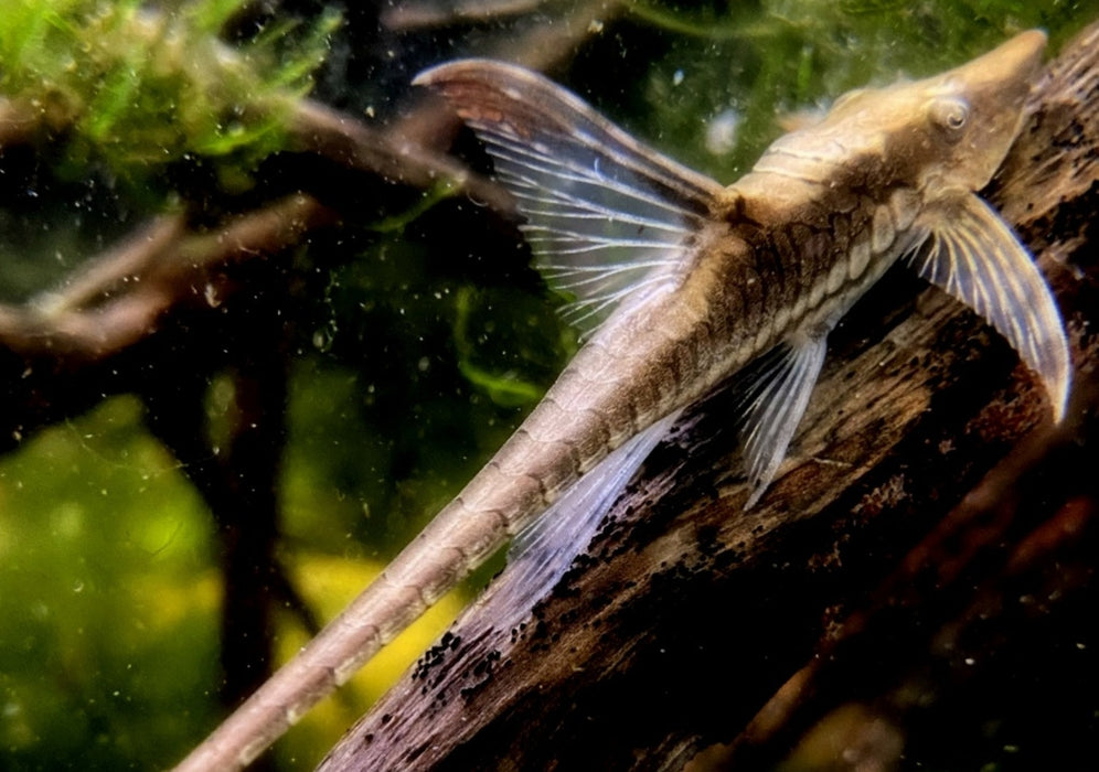 Störwels gold - Sturisoma aureum aqua-teck