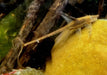 Störwels gold - Sturisoma aureum aqua-teck