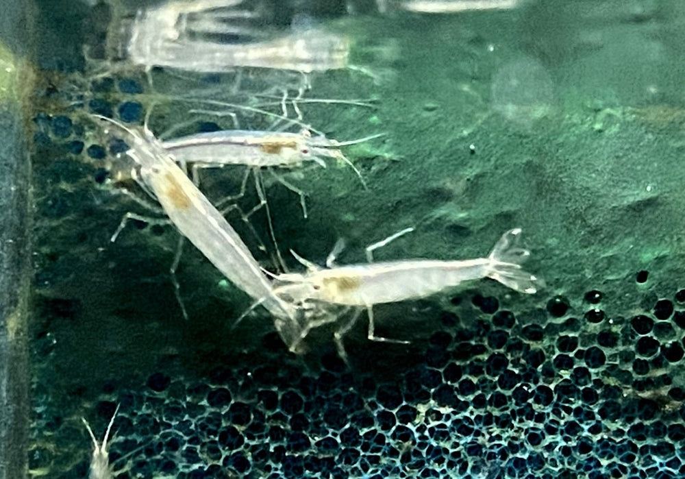 Amanogarnele - Caridina japonica aqua-teck