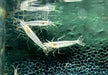Amanogarnele - Caridina japonica aqua-teck