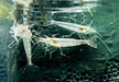 Amanogarnele - Caridina japonica aqua-teck