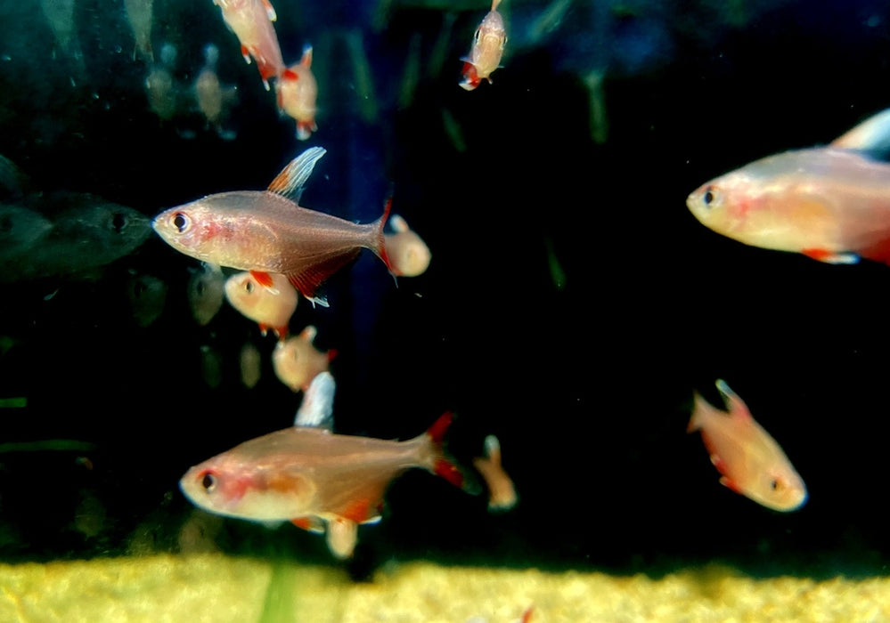 Weißflossen-Schmucksalmler - Hyphessobrycon rosaceus aqua-teck