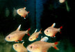 Weißflossen-Schmucksalmler - Hyphessobrycon rosaceus aqua-teck