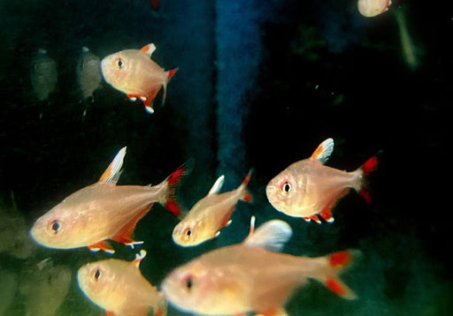 Weißflossen-Schmucksalmler - Hyphessobrycon rosaceus aqua-teck