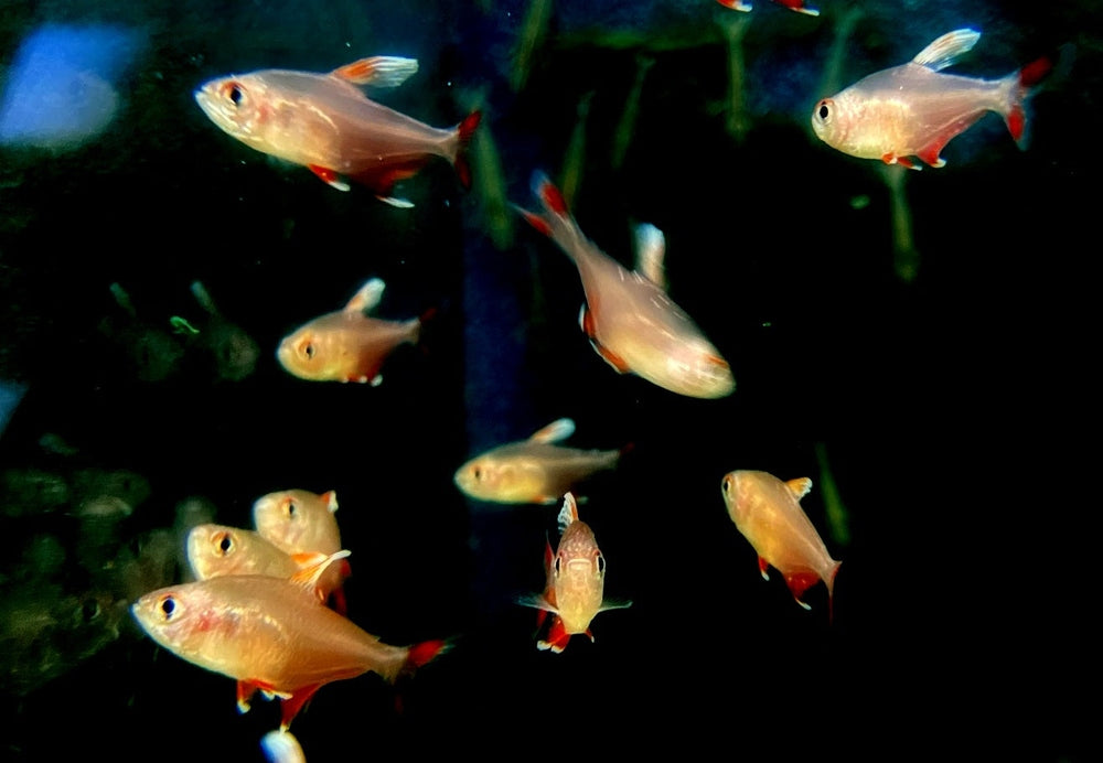 Weißflossen-Schmucksalmler - Hyphessobrycon rosaceus aqua-teck
