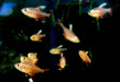 Weißflossen-Schmucksalmler - Hyphessobrycon rosaceus aqua-teck