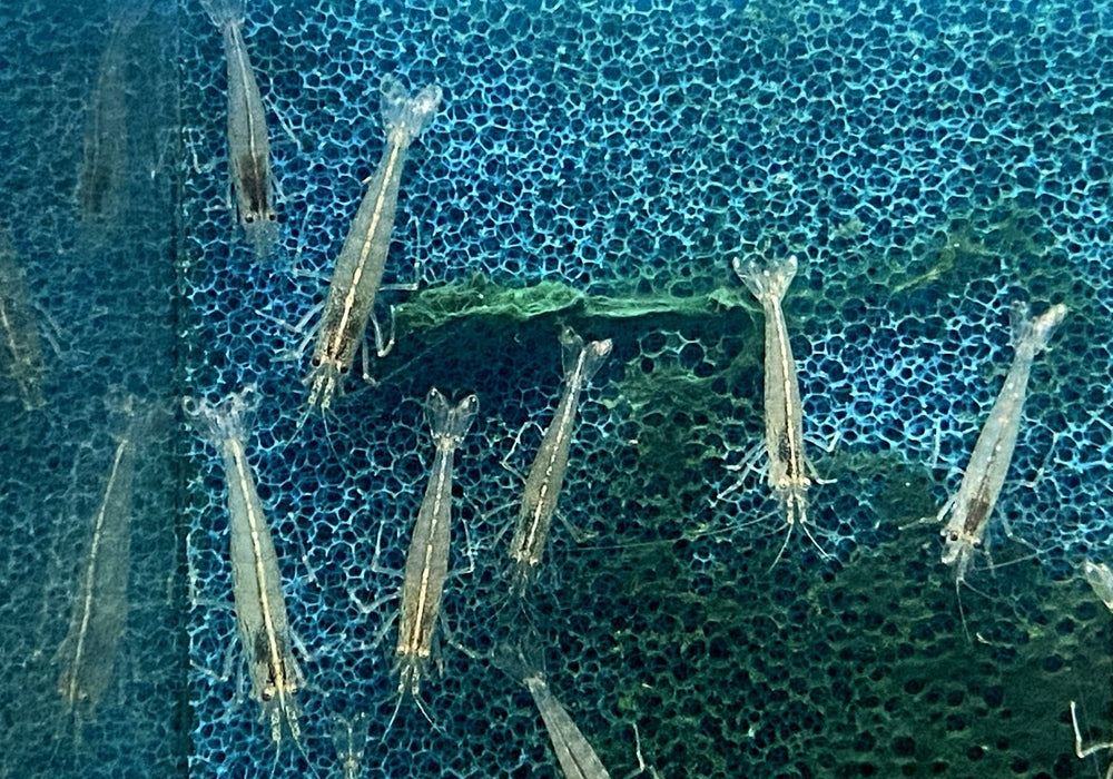 Amanogarnele - Caridina japonica aqua-teck