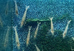 Amanogarnele - Caridina japonica aqua-teck