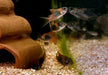 Venezuelapanzerwels 'orange' - Osteogaster Corydoras venezuelanus aqua-teck