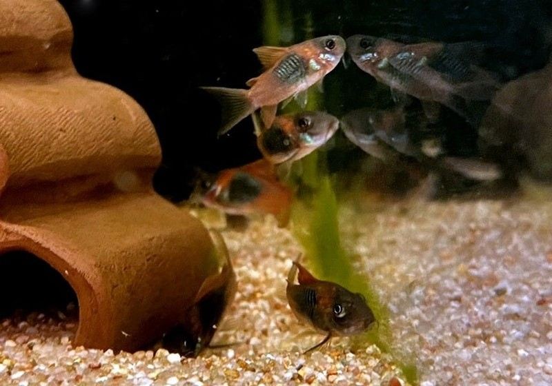 Venezuelapanzerwels 'orange' - Osteogaster Corydoras venezuelanus aqua-teck