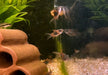 Venezuelapanzerwels 'orange' - Osteogaster Corydoras venezuelanus aqua-teck