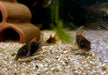 Venezuelapanzerwels 'orange' - Osteogaster Corydoras venezuelanus aqua-teck