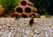Venezuelapanzerwels 'orange' - Osteogaster Corydoras venezuelanus aqua-teck