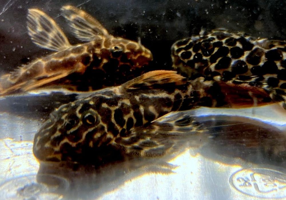 L114 Leopard Kaktuswels - Pseudacanthicus cf. Leopardus aqua-teck