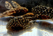 L114 Leopard Kaktuswels - Pseudacanthicus cf. Leopardus aqua-teck