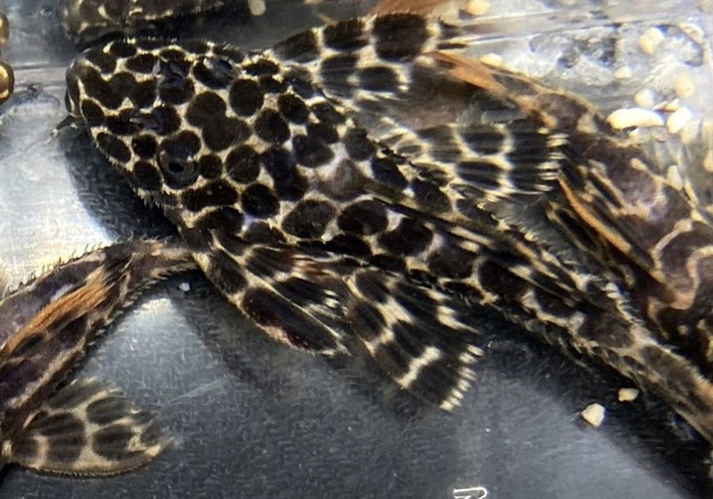 L114 Leopard Kaktuswels - Pseudacanthicus cf. Leopardus aqua-teck