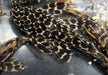 L114 Leopard Kaktuswels - Pseudacanthicus cf. Leopardus aqua-teck
