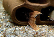L114 Leopard Kaktuswels - Pseudacanthicus cf. Leopardus aqua-teck