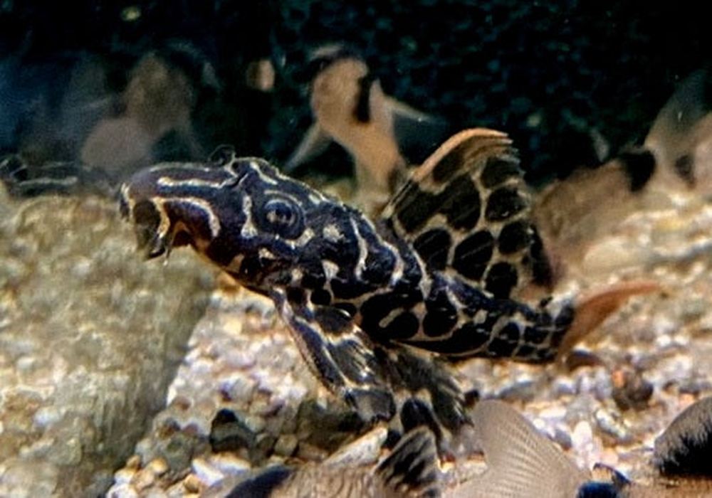 L114 Leopard Kaktuswels - Pseudacanthicus cf. Leopardus aqua-teck