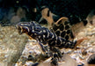 L114 Leopard Kaktuswels - Pseudacanthicus cf. Leopardus aqua-teck