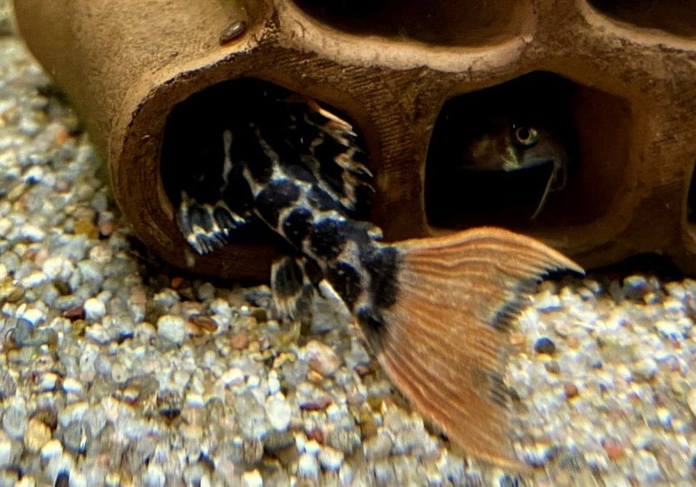 L114 Leopard Kaktuswels - Pseudacanthicus cf. Leopardus aqua-teck