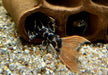 L114 Leopard Kaktuswels - Pseudacanthicus cf. Leopardus aqua-teck