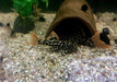 L114 Leopard Kaktuswels - Pseudacanthicus cf. Leopardus aqua-teck