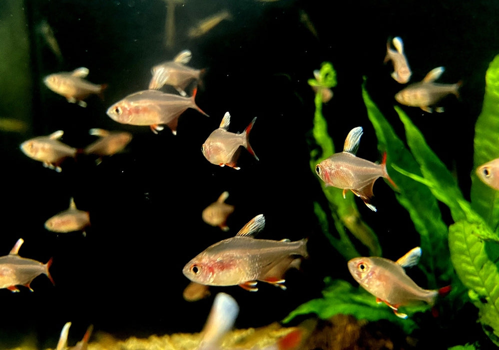 Weißflossen-Schmucksalmler - Hyphessobrycon rosaceus aqua-teck