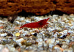 Bloody Mary Garnele - Neocaridina davidi aqua-teck
