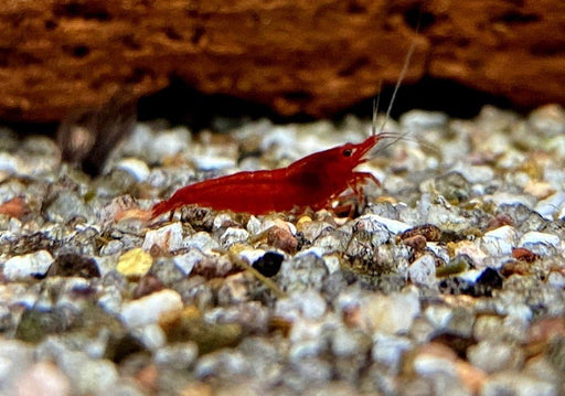 Bloody Mary Garnele - Neocaridina davidi aqua-teck