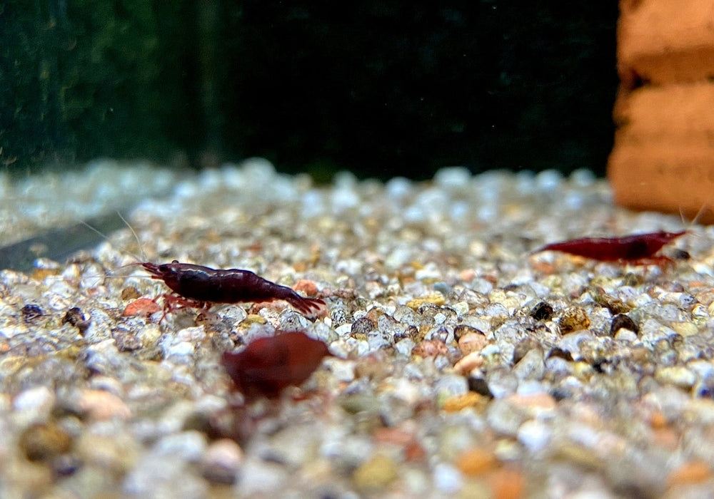 Bloody Mary Garnele - Neocaridina davidi aqua-teck