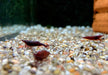 Bloody Mary Garnele - Neocaridina davidi aqua-teck