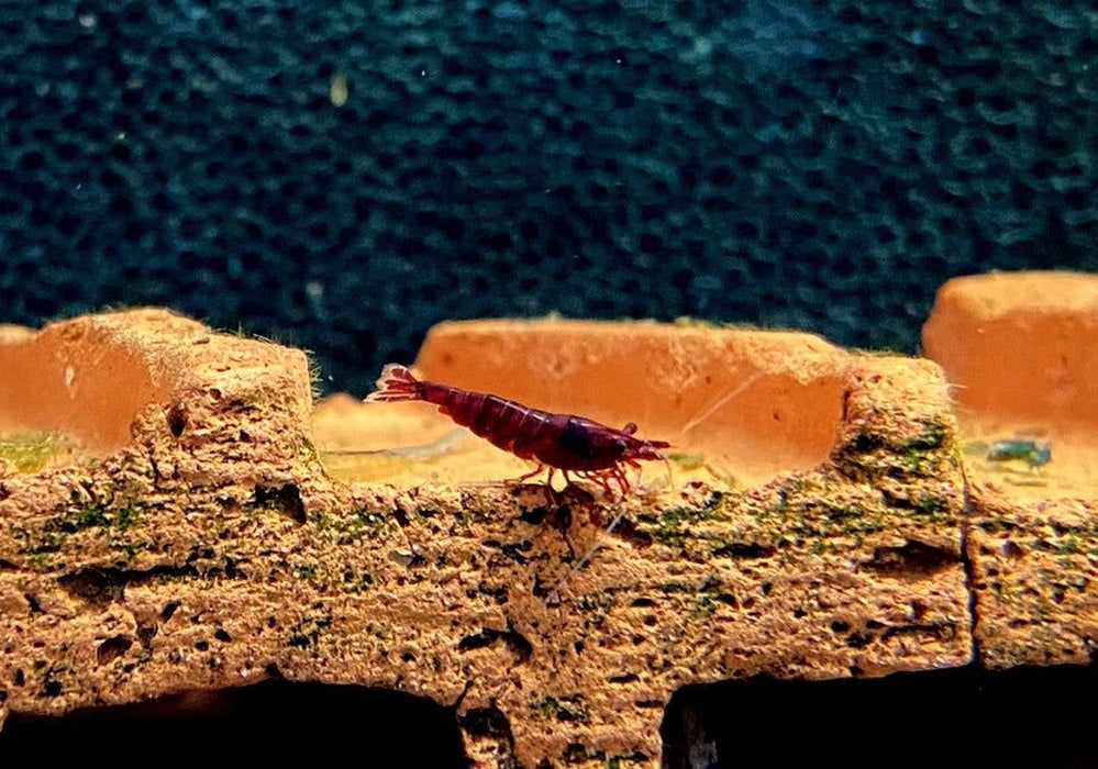 Bloody Mary Garnele - Neocaridina davidi aqua-teck