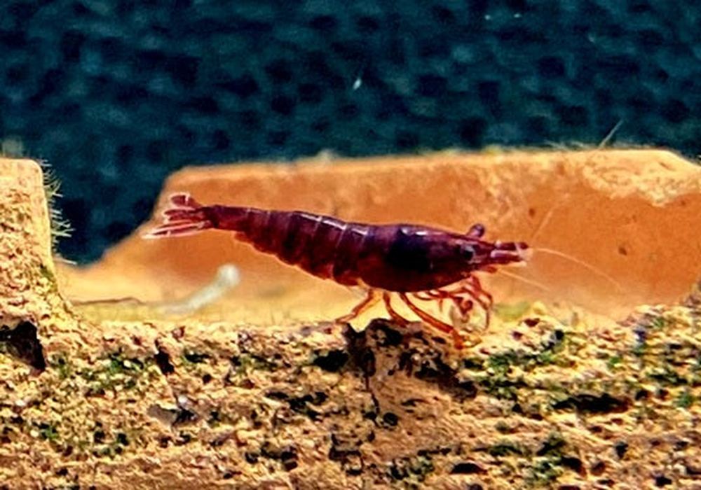 Bloody Mary Garnele - Neocaridina davidi aqua-teck