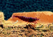 Bloody Mary Garnele - Neocaridina davidi aqua-teck
