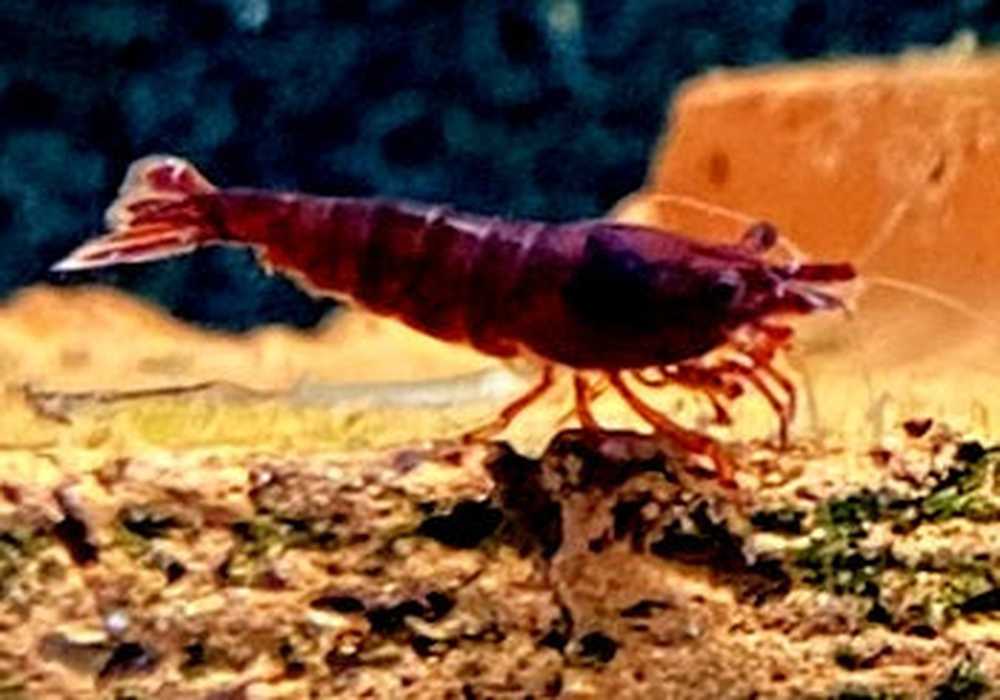 Bloody Mary Garnele - Neocaridina davidi aqua-teck