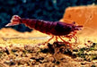 Bloody Mary Garnele - Neocaridina davidi aqua-teck