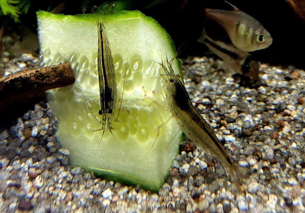 Amanogarnele - Caridina japonica aqua-teck