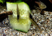Amanogarnele - Caridina japonica aqua-teck