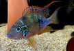 Elliot's Buntbarsch - Thorichthys ellioti aqua-teck